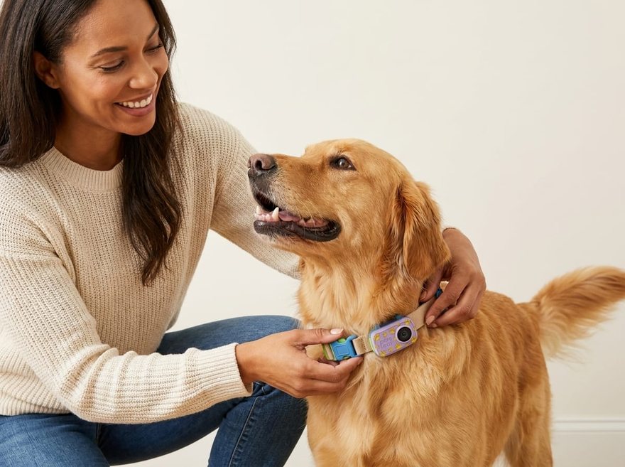 A pet parent clipping the Pawcast camera onto a golden retriever's collar